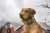 Sportdog Marca Contener Collar + Tren Add-a-dog – Adicional,