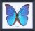 The Giant Blue Morpho Butterfly (morpho Menelaus) | Framed B