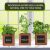 Kit De Jardín De Hierbas Para Interiores Con Plantadores De