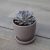 Suculentas Cactus Mezcla | Kit De Trasplante | Tierra Para M