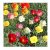California Dreaming Mixed Semillas De Amapola .3 Oz.-aprox