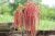 Davids Garden Semillas Flor Amaranto Coral Fuente Sal1771 (