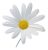 Shasta Daisy  Perennial, Full Sun Daisy