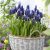 Van Zyverden Grape Hyacinths  Multicolores Latifolum  Conj