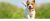 Mascota Immune Balance – Perros Apoyo Inmune – Advanced Mast