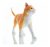 4d Visión Tabby Anaranjado Gato Esqueleto Anatomía Modelo