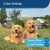 Petsafe Stay  Play Compact Wireless Fence For Dogs  Cats, Wa