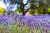 Semillas Orgánicas De Lavanda Francesa Francesa Para Plantar
