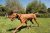 Petsafe Alojarse + Juego Inalámbrico Receptor Del Collar Neg