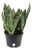 Costa Farms  Lengua De Tigre O Sansevieria En Maceta De Med