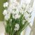 Van Zyverden Paperwhites  Lote De 5 Bombillas