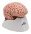 3b Scientific Modelo C18 5 Parte Cerebro Clásico, 5,1 X 5,5