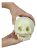 Walter Productos B10222 Fetal Modelo Humano Del Cráneo, Sema