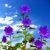 Gmnp0di% Semillas De Girasol Para Plantar Semillas De Giraso