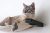 Catastrophicreations – Mueble De Pared Para Gatos De Doble P