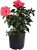 American Plant Exchange Planta Viva De Hibisco, 3 Galones, F