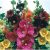 Hollyhock Seeds – Giant Danish Mix – Rare Biennial – 11 Feet