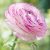 Picotee Ranunculus – 10 Bombillas