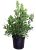 Summersweet Clethra, Color Blanco Planta De Floración En Mac