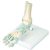 3b Scientific M34 Foot Modelo Del Esqueleto Con Ligamentos,