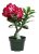 American Plant Exchange Desert Rose – Planta Viva De Bonsai,