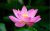 Liveseeds – Nelumbo Nucifera Lotus Rosa, Planta De Agua, 5 S