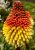 Semillas Red Hot Poker (kniphofia Berry Tritoma) Mezcla Giga