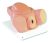 3b Scientific Vg395 Simulador De Parto, 11.8 X 21.7 X 21.7