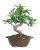 Bonsai Ficus Vivo Golden Gate De Bruselas Interior Bonsái-4