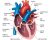 Carta De Diagrama Del Sistema Circulatorio Del Corazón Human