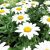 Utopiaseeds Shasta Daisy Seeds – Perennial Full Sun Daisy –