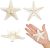 20 Estrellas De Mar Blanco Tamaño Mezclado Conjunto