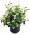 Copo De Nieve De Verano Planta De Viburnum, Color Blanco Flo