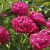 Van Zyverden Peonies Karl Rosenfield Conjunto De 3 De Las Ra