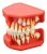 Dentalmall Modelo De Desarrollo De Erupción Dental