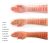 Wonderskin Peel Reveal Wonder Blading Lip Stain Long Lasti