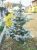Colorado Blue Spruce | Semillas De Árboles Kit De Crecimient