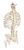 3b Scientific A56 / 2 Clásico Columna Flexible Modelo Con La