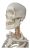 Wellden Médico Modelo Anatómico Esquelético Humano, 170cm, D