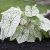 Utopiaseeds Candidum Caladium Bulbo – Hoja De Caladio – 1 Ra