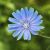 Davids Garden Seeds Herb Achicoria 4488 (azul) 200 Semillas