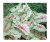 White Queen Caladium  Bombilla De Tamaño Superior  Zones 9