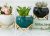 Homecredibles – Macetas Decorativas Para Plantas Suculentas,