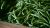 Green Beans