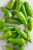 Jalapeno Dried Chile