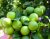Lemon – Seedless