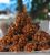 Caramel Covered Candy – Muegano